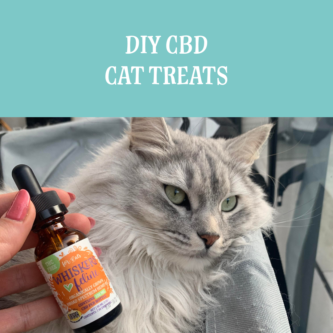 Best cat cbd store treats