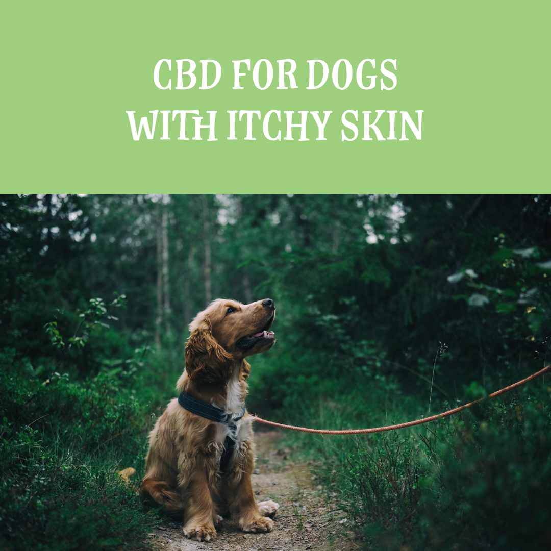 cbd-for-dogs-with-itchy-skin-rover-s-wellness