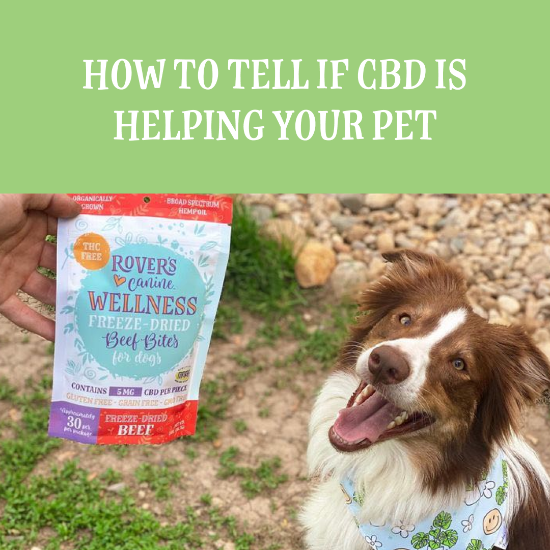 How to Tell if CBD is Helping your Pet | Rover's Wellness