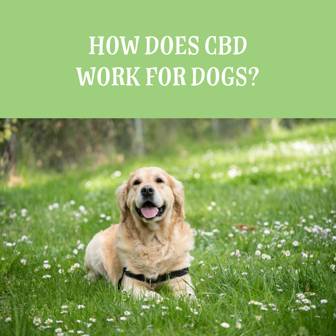 how-does-cbd-work-for-dogs-rover-s-wellness